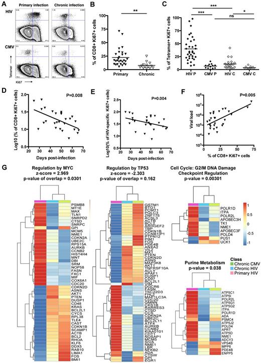Figure 2. Proliferation of total CD8 T cells and HIV- and CMV-specific CD8 T cells in primary infection. (A) Dot plots of Ki67 expression of HIV- and CMV-specific CD8 T-cell responses for subject AEI 333 in primary and chronic infection. (B) Percentage of Ki67 expression on CD8 T cells in primary and chronic infection. Total CD8 T cells exhibit significantly higher levels of Ki67 in primary infection compared with chronic infection. Filled and open symbols represent CD8 T cells studied in primary and chronic HIV infection, respectively. (C) Expression of Ki67 on HIV- and CMV-specific CD8 T cells tetramer+ (diamonds and circles, respectively) in primary and chronic infection (filled and open symbols, respectively). HIV-specific CD8 T cells in primary infection (HIV P) express significantly higher levels of Ki67 compared with HIV-specific CD8 T cells in chronic infection (HIV C) or CMV-specific CD8 T cells in primary (CMV P) or chronic infection (CMV C). (D) Inverse correlation between the percentage of total CD8 T cells expressing Ki67 and the days after infection. (E) Inverse correlation between the percentage of Ki67+ HIV-specific CD8 T cells and the days after infection. (F) Correlation between the percentage of Ki67 expression on total CD8 T cells and the viral load in primary infection. (G) Heatmaps of genes significantly modulated between HIV-specific CD8 T cells in primary infection (pink) and HIV- and CMV-specific CD8 T cells in chronic infection (blue and green, respectively) in cell cycle pathways. Color scale represents the z-score of the mean expression value of each group for the genes significantly modulated within the pathways. *P < .05. **P < .005. ***P < .0005. ns indicates not significant.