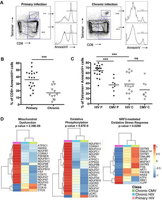 Figure 3. Susceptibility to spontaneous apoptosis of HIV- and CMV-specific CD8 T cells in primary infection. (A) Dot plots for annexin-V staining of HIV-specific CD8 T cells and total CD8 T cells for subject AEI 041 in primary and chronic infection. (B) Total CD8 T cells have a significantly higher percentage of annexin-V+ cells in primary infection compared with chronic infection. (C) Percentage of annexin-V+ tetramer+ cells for HIV- and CMV-specific CD8 T cells (diamonds and circles, respectively) in primary and chronic HIV infection (filled and open symbols, respectively). HIV-specific CD8 T cells in primary infection (HIV P) express higher levels of annexin-V compared with HIV-specific CD8 T cells in chronic infection (HIV C) or CMV-specific CD8 T cells in primary or chronic infection (CMV P and CMV C, respectively). (D) Heatmaps of genes significantly modulated between HIV-specific CD8 T cells in primary infection (pink) and HIV- and CMV-specific CD8 T cells in chronic infection (blue and green, respectively) in pathways of mitochondrial function and oxidative stress. Color scale represents the z-score of the mean expression value of each group for the genes significantly modulated within the pathways. ***P < .0005. ns indicates not significant.