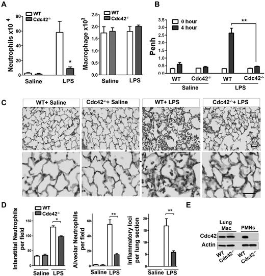 Figure 1. Cdc42 is critical for neutrophil recruitment into inflamed lungs. (A) Mice reconstituted with WT or Cdc42−/− hematopoietic cells were treated with polyI:C for Cdc42 deletion in hematopoietic system including neutrophils. Broncho-alveolar lavage (BALF) was performed 4 hours after LPS challenge in the lung. Numbers of neutrophils (*P = .0067) and macrophages (ns) recovered in brancho-alveolar lavage fluid were counted (mean ± SD, 3 independent experiments). (B) Lung function (respiratory rate) in WT or Cdc42−/− mice challenged with saline and LPS were measured as Penh frequency by barometric plethysmograph (Buxco Research Systems; **P = .0003, t test. (C) Lung histology; lungs were harvested 24 hours after challenge and fixed, and lung histology was performed. Sections were stained with H&E, scale bar, 50 μm. Images were captured at room temperature using a Leica DMI6000 microscope at 10× objective N/A0.3 with Leica camera driven by Openlab Version 5.5.0 software. (D) Quantification of lung histology parameters as indicated (*P < .001, **P < .003). (E) Genotype of lung resident macrophages extracted from total lung assessed by WB.