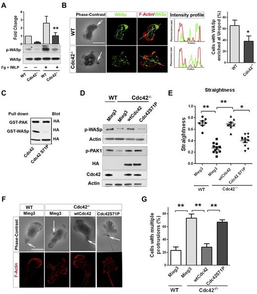 Figure 2. Cdc42 controls neutrophil polarity via WASp. (A) WT and Cdc42−/− neutrophils were un-stimulated or stimulated with fMLP and plated on Fg-coated slides for 10 minutes. Western blots from whole-cell lysate (WCL), probed with p-WASp (Y-291) and total WASp. Representative blot of 3 independent experiments (mean ± SD; **P = .0059). (B) Immunofluorescence of WASp and F-actin in fMLP and Fg-stimulated neutrophils. Arrow indicates the tail of neutrophils identified on phase contrast images based on the classic morphology of the tail at the uropod (in all the subsequent images). Histogram is percent of cells exhibiting WASp enriched at uropod (mean ± SD; *P = .0097; 3 independent experiments). (C) WTCdc42 and Cdc42S71P proteins were subjected to the pull down assay to assess ability of the protein to bind WASp or PAK. The amount of immunoprecipitated GTP-Cdc42 is revealed by immunoblot with anti-HA. WCL blotting was used for equal input (lowest blot). (D) Immunoblot of WCL for expression of wtCdc42 and Cdc42S71P in Cdc42−/− neutrophils and for phosphorylation of PAK (p-PAK1) and WASp (pWASp). P-PAK and pWASp blots were performed independently and actin loading control is shown for each. (E) Neutrophil migration was examined by time lapse video microscopy in gradient of fMLP and on surface coated with fibrinogen, in Zigmond chamber. Measurement of straightness of migration was performed in ImageJ Version 1.43J software. Scatter plot of individual cells (*P < .05, **P < .01; 3 independent experiments). (F) Immunofluorescence analysis of F-actin distribution on stimulation with fMLP and Fg, F-actin was labeled with Rhodamine Phalloidin and slides were mounted in SlowFade Gold Antifade. (G) Histogram is percent of cells exhibiting multiple F-actin protrusions as seen in panel F (mean ± SD; **P < .001; 3 independent experiments). Fluorescence images were captured at room temperature using a Leica DMI6000 fluorescence microscope at 63× objective N/A1.3 with ORCA-ER C4742-95 camera driven by Openlab Version 5.5.0 software.