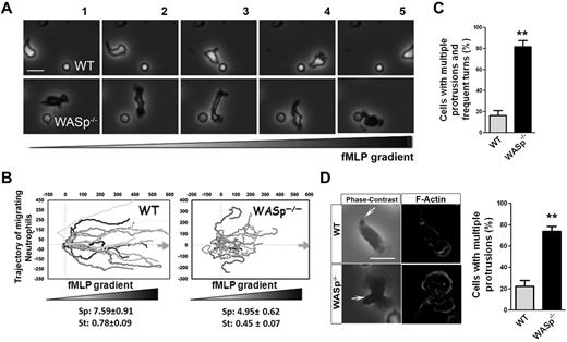 Figure 3. WASp−/− neutrophils have defective chemotaxis and exhibit loss of polarity. (A) WT and WASp−/− neutrophil migration by time-lapse video microscopy in a gradient of fMLP and on surface coated with Fg, in a Zigmond chamber. Representative images (1 minute between each frame) of migrating cells, fMLP concentration increases from left to right. Images were captured at 37°C using a Zeiss Axiovert 200 microscope at 10× objective N/A0.3 with ORCA-ER C4742-95 camera driven by Openlab Version 5.5.0 software. (B) Cell trajectory analysis; the schema represents the migration trajectory of cells moving up fMLP gradient for 20 minutes. Trajectories were tracked with ImageJ Version 1.43J software. Speed (sp; μm/min) and straightness (st) of migration are indicated at the bottom (mean ± SD; n = 60; *P < .01; 3 independent experiments). (C) Histogram represents the percentage of cells with changes in direction arising from inappropriate lateral protrusions as seen during time-lapse video microscopy. Data are from 80 cells (mean ± SD; 3 independent videos; *P = .00013). (D) Immunofluorescence analysis of F-actin on stimulation with fMLP and Fg, F-actin was labeled with Rhodamine Phalloidin and slides were mounted in SlowFade Gold Antifade. Scale bar, 10 μm. Histogram is percent of cells with multiple protrusions. (mean ± SD; 3 independent experiments; **P < .01). Fluorescence images were captured at room temperature using a Leica DMI6000 fluorescence microscope at 63× objective N/A1.3 with ORCA-ER C4742-95 camera driven by Openlab Version 5.5.0 software.