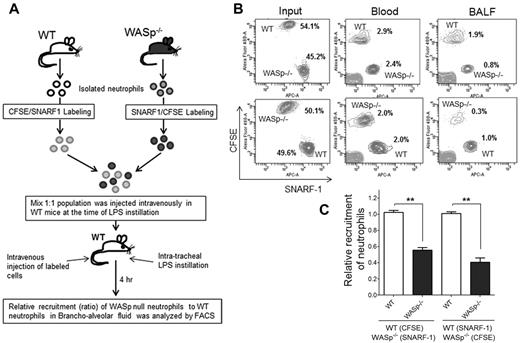 Figure 4. WASp is necessary for neutrophil emigration into lungs. (A) Experimental design of recruitment of adoptively transferred neutrophils in the lung. WT and WASp−/− neutrophils were labeled either with CSFE (in green) or with SNARF1 (in red). Labeled cells were mixed (1:1; eg, WT-CFSE:WASp−/−-SNARF1 or WT-SNARF1:WASp−/−-CFSE) and transferred to WT recipients at the time of LPS lung challenged. The amount of labeled neutrophils recovered in BALF 4 hours after challenge was evaluated by flow cytometry. (B) Representative flow cytometry charts of labeled neutrophils in the mixed population (left panel), in the blood (middle panel), in the BALF (right panel). (C) Relative recruitment of neutrophils calculated as ratio of WASP relative to WT (mean ± SD; n = 5, each experiment; **P < .01). See supplemental Methods for detail of methodology.