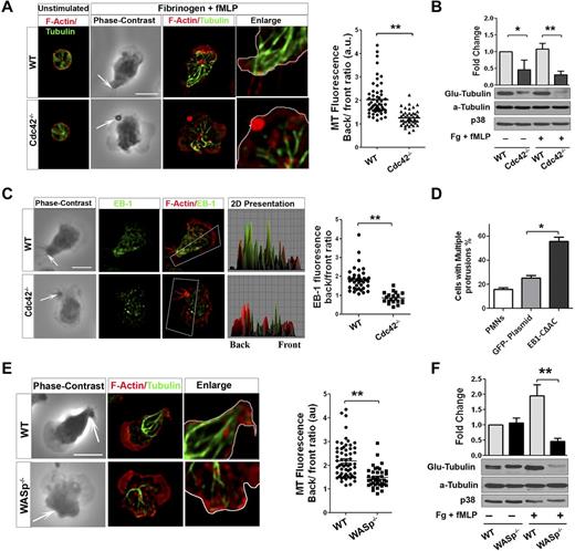 Figure 5. Cdc42/WASp axis controls neutrophil polarity via microtubule orientation and stability. Neutrophils were un-stimulated or stimulated with fMLP on Fg. (A) Immunofluorescence of F-actin and microtubules. Scatter plot for MT polarity as ratio of MT intensity at the back versus the front. Scattered plot representation of at least 90 cells analyzed from 3 independent experiments **P < .0001. Arrow indicates the tail of neutrophils identified on phase contrast images based on the classic morphology of the tail at the uropod (B) Western blots of WCL probed with Glu-tubulin for stabilized microtubules. α-tubulin and p38 were used for total tubulin and loading control (mean ± SD; 3 independent experiments; *P = .0059). (C) Immunofluorescence analysis of EB1 and F-actin. 2D representation of intensity profile of EB1 and F-actin in the region of interest indicated by the box were analyzed in ImageJ Version 1.43J software. Scatter graph for ratio of intensity of EB-1 at back versus front (identified using F-actin). Thirty cells were analyzed from individual experiment and 3 independent experiments were performed (*P = .003). (D) WT neutrophils were transfected with GFP-EB1CΔAC or GFP plasmid vector control using nucleofactor and stimulated with fMLP and Fg and stained for F-actin. Histogram is cells with more than 1 protrusion. Fifty cells were analyzed from individual experiment and 3 independent experiments were performed (mean ± SD; *P = .0027). (E) Immunofluorescence analysis of F-actin and microtubules after stimulation. Scatter plot for MT polarity quantification (mean ± SD; **P = .000017). (F) Western blots of WCL probed with Glu-tubulin (**P = .0024). In fluorescence images tubulin and EB-1 were stained with secondary antibody conjugated with Alexa Fluor 488, while F-actin was labeled with Rhodamine Phalloidin and slides were mounted in SlowFade Gold Antifade. Fluorescence images were captured at room temperature using a Leica DMI6000 fluorescence microscope at 63× objective N/A1.3 with ORCA-ER C4742-95 camera driven by Openlab Version 5.5.0 software.