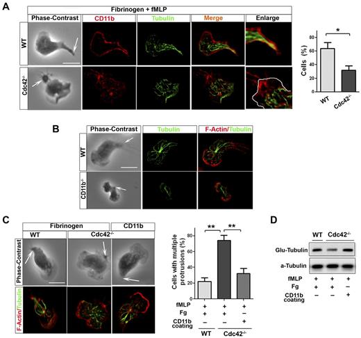 Figure 6. Cdc42 controls microtubule stabilization and polarity via CD11b clustering. (A) Immunofluorescence of CD11b and microtubules of neutrophils stimulated with fMLP and plated on Fg-coated slides. Cells showing microtubules-CD11b contacts were enumerated, *P = .0062. (B) Immunofluorescence of F-actin and microtubules of WT and CD11b−/− neutrophils stimulated with fMLP on glass. Data are representative of 3 independent experiments (scale bar, 10 μm). (C) Immunofluorescence of F-actin and microtubules of neutrophils stimulated with fMLP and plated on Fg-coated slides or on slides coated with anti-CD11b to induced CD11b clustering. Cells with more than 1 protrusion were enumerated (**P = .00067 and .0045). (D) Western blots of WCL from cells that were stimulated on Fg or CD11b coated plates, were probed with Glu-tubulin for stabilized microtubules. In fluorescence images tubulin was stained with secondary antibody conjugated with Alexa Fluor 488, while F-actin and CD11b were labeled with Rhodamine Phalloidin and secondary antibody conjugated with Alexa Fluor 594 respectively, slides were mounted in SlowFade Gold Antifade. Fluorescence images were captured at room temperature using a Leica DMI6000 fluorescence microscope at 63× objective N/A1.3 with ORCA-ER C4742-95 camera driven by Openlab Version 5.5.0 software.