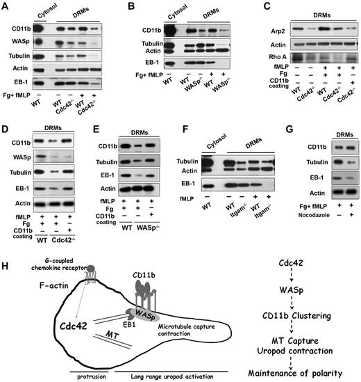 Figure 7. Cdc42/WASp axis regulates CD11b, microtubule association to rafts microdomains. Neutrophils were unstimulated or stimulated with fMLP and plated on Fg-coated slides or on CD11b-coated plates, as indicated in each panels. Western blots of cytosolic and DRM fractions were probed for WASp, CD11b, tubulin, EB-1, actin, Arp-2, or Rho A proteins as indicated in panels A, C, and D Cdc42−/−, (B-E) WASp−/−, (F) ITGAM−/− (CD11b−/−) cells with their respective WT controls, (G) DRM fraction of WT cells treated with nocodazole. Blots are representative of 3 to 5 independent experiments. (H) Model of long range control of uropod function by Cdc42 in neutrophil polarity: Cdc42 controls WASp activation at the uropod, which induces CD11b clustering and activation; in turn, CD11b recruits EB1 to capture microtubules and activate uropod function.