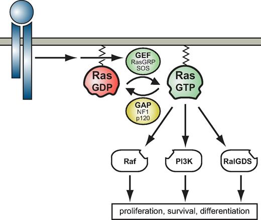 Figure 1. The Ras switch. Ras proteins are switches that relay signals initiated when transmembrane receptors bind ligand. Activated receptors recruit GEFs by assembly of multiprotein complexes (eg, including SOS) or more indirectly, by evoking lipid modifications that recruit GEFs, such as RasGRPs, to cytosolic membrane surfaces. GEFs promote exchange of GDP for GTP on Ras. When bound to GTP, Ras adopts a conformation in which the “switch” regions are stabilized and can interact productively with various downstream effectors. Thus, Ras connects extracellular stimuli to intracellular networks that compute and execute cell fate decisions. The Ras signal is terminated by GTP hydrolysis, which is largley dependent on GAPs, such as neurofibromin (NF1) or p120 RasGAP.