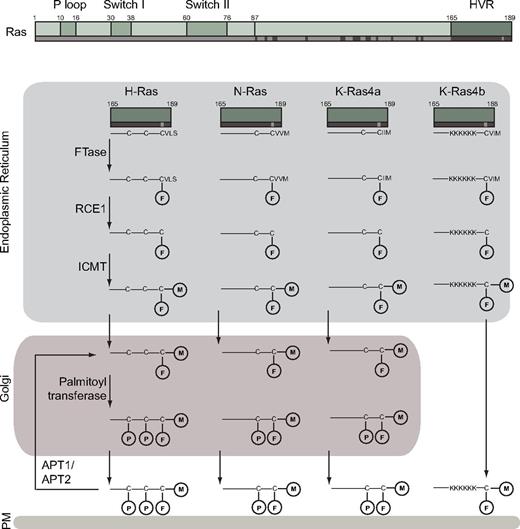 Figure 2. Ras processing and trafficking to subcellular compartments. H-Ras, N-Ras, K-Ras4a, and K-Ras4b proteins are identical in the first 85 amino acids, a region that includes the P loop (phosphate binding loop, amino acids 10-16), which binds the γ-phosphate of GTP, and the switch I (amino acids 30-38) and switch II (amino acids 60-76) regions, which regulate binding to Ras regulators and effectors. The next 78 amino acids show ∼ 85%-90% sequence homology. Amino acids that are shared by all isoforms are depicted in light gray, those that differ are depicted in dark gray. The final 24 (23 for K-Ras4b) amino acids, called the hypervariable region (HVR), specify posttranslational modifications and trafficking for each Ras isoform. All 4 isoforms have a C-terminal —CAAX motif, which is farnesylated (F) by FTase. The —AAX is removed by Ras-converting enzyme 1 (RCE1) and the cysteine methylated (M) by ICMT. K-Ras4b is then shuttled directly to the PM where it is stabilized by its polylysine domain (KKKKKK). The other 3 isoforms are shuttled to the Golgi apparatus, where they are palmitoylated (P) at one or more cysteines near the C-terminus before reaching the plasma membrane. On the membrane, H-Ras, N-Ras, and K-Ras4a can be depalmitoylated by acyl protein thioesterases 1 and 2 (APT1/APT2), directing them back to the Golgi. This palmitoylation-depalmitoylation, Golgi-plasma membrane cycle continues in a delicate balance until the proteins are degraded.