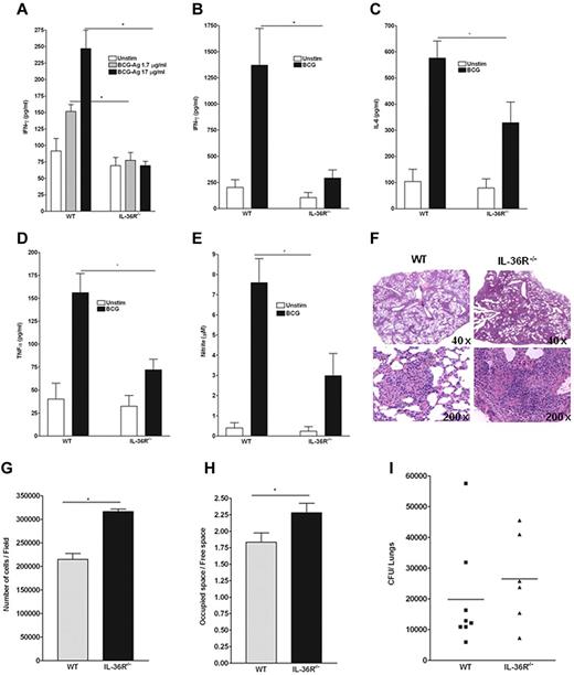 Figure 5. Critical role of IL-36β for the in vivo Th1 response to an intracellular bacterium. WT and IL-36R−/− mice were infected intravenously with 107 living M bovis BCG. On day 28, spleen cells of individual mice (n = 5 per genotype) were isolated, and cultured in the absence (Unstim) or presence of antigens derived from (A) M bovis BCG (BCG-Ag) or (B-D) viable M bovis BCG (103 CFU/well). Culture supernatants were harvested after 3 days of incubation and assayed by ELISA for (A) IFN-γ production, or by multiplex analysis for (B) IFN-γ, (C) IL-6, and (D) TNF-α production. (E) Accumulation of nitrite was measured using the Griess reagent. Values are the mean ± SD of 5 mice in each group. *P < .05 (Student t test), BCG-Ag, or BCG restimulation in WT cells significantly differs from the same stimulation in IL-36R−/− cells. Data are shown from one of 2 independent experiments with similar results. (F) Lung histopathologies at 4 weeks postinfection of IL-36R−/− (right panels) and WT (left panels) mice showing more extensive lesions in IL-36R−/− (original magnifications: ×40 top panel, and ×200 bottom panel). These results are representative of 2 independent experiments (n = 5 mice per group). (G) Evaluation of cellular content in lung sections from 4-week BCG-infected mice. Data are represented as the mean number of cells/field ± SD in 5 mice per group with at least 3 lobes analyzed per mouse. *P < .0005 (Student t test). (H) Determination of lung tissue/free space on lung sections. Data are represented as the mean of occupied/free space ± SD in 10 mice per group with at least 3 lobes analyzed per mouse. *P < .02 (Student t test). (I) Lung bacterial loads at 4 weeks postinfection are represented mean CFU per lung ± SD (n = 6-8 mice per group).
