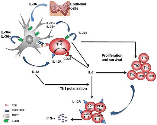 Figure 6. Effects of IL-36 cytokines on the regulation of early Th1 polarization. On T cell–DC interaction by TCR/MHC engagement, IL-36R, which is constitutively expressed on both DCs and Th0 cells mediates cell activation by IL-36. On one hand, IL-36 produced by epithelial cells and DCs activates DCs to secrete IL-12, and on the other hand, IL-36 produced by Th0 cells activates Th0 cells, resulting in cell proliferation, survival of naive T cells, and IL-2 secretion. By a synergistic effect, IL-36 and IL-12 induce Th1 polarization in an IL-2–dependent manner through the induction of IL-12Rβ2 expression, leading to IFN-γ secretion, which is further amplified by the proliferative effect of IL-36 on Th0 cells. The formation of a positive feedback loop created by IL-36/IL-36R leads to sustained IFN-γ–mediated immune responses.