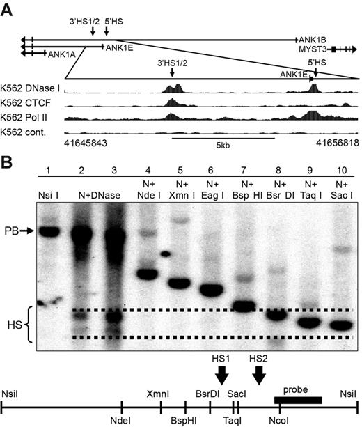 Figure 1. DNA binding protein occupancy and DNase I HS analysis in the ANK1 promoter region in K562 cells. (A top) Schematic representation of the ANK1 promoter region showing all 3 alternative promoters. Arrows indicate the location of DNase I HSs. (Bottom) ENCODE data for DNase I HSs (DNase I), CTCF, and RNA Pol II binding. The hg19 coordinates of the expanded 11-kb region are shown below the panel. (B) Southern blot analysis of the 3′ANK1E 3′DNase I HS. Lane 1 contains high-molecular-weight K562 DNA digested with NsiI to reveal a 5.3-kb parent band (PB). Lanes 2 and 3 contain K562 DNA extracted from chromatin treated with a low and a high concentration of DNase I, respectively, and digested with NsiI (N + DNase), which revealed 2 DNase I HSs (HS). Lanes 4 to 10 contain high-molecular-weight DNA digested with NsiI and the indicated second enzyme to identify the boundaries of ANK1E 3′HS1 and 3′HS2. A map of the region showing the restriction sites and the probe used for southern blotting is shown below the data. The dashed lines indicate our best estimate of the boundaries of the HSs shown in lanes 2 and 3.