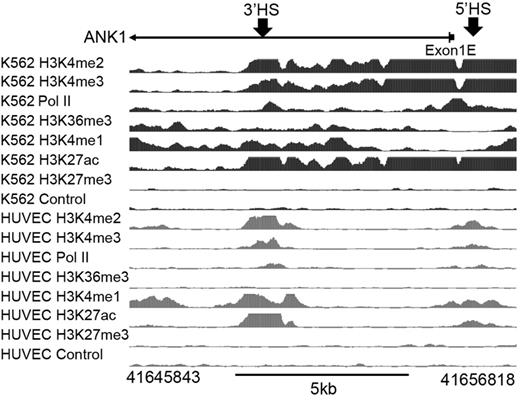 Figure 2. Analysis of histone modifications across the ∼ 11-kb ANK1E promoter region in K562 and HUVECs. (Top) Location of the ANK1E promoter (exon 1E) and ANK1E 5′HS and ANK1E 3′HS1/2 (indicated by arrows). (Middle) Broad ChIPSeq profiles for histone modifications in K562 cells. (Bottom) ENCODE ChIPSeq profiles for histone modifications in HUVECs. The hg19 coordinates of the 11-kb region are shown below the panel.