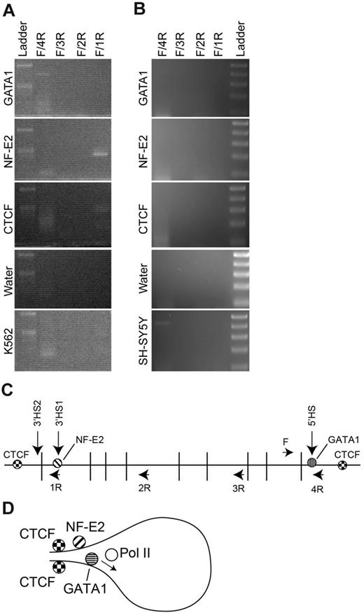 Figure 6. ChIP-loop analysis of the ANK1E promoter region. K562 or SH-SY5Y chromatin was cross-linked, digested with DpnII, immunoprecipitated, and ligated. (A) PCR analysis of ligated K562 chromatin. Each panel represents an analysis of chromatin precipitated with the indicated antibody and amplified with the 4 sets of primers. The top molecular weight marker is 500 bp and the lower band is 300 bp (Ladder). (B) PCR analysis of ligated SH-SY5Y chromatin. Each panel represents an analysis of chromatin precipitated with the indicated antibody and amplified with the 4 sets of primers. The top molecular weight marker is 500 bp followed by 400 bp, 300 bp, 200 bp, and 100 bp (Ladder). (C) Schematic representation of the ANK1E promoter region showing the 5′ and 3′ HS, the location of the DpnII sites, and the location of the PCR primers used to detect interactions (see supplemental Table 1 for coordinates). (D) Model for the chromatin loop in K562 cells that is revealed by precipitation with anti–NF-E2 and -CTCF.