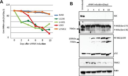 Figure 4. NIK shRNA adversely affects HL cell line viability. (A) The depletion of NIK with a NIK-specific shRNA kills HL cell lines L1236 and U-HO1 and the NIK-expressing L363 MM cell line.23 BJAB and the UTMC2 cells (a NIK-independent MM cell line23) are used as negative controls. (B) Western blot analysis of NIK, phospho-IKKα, p100/p52, and TRAF2 levels after induction of the NIK shRNA. Actin levels as a loading control.