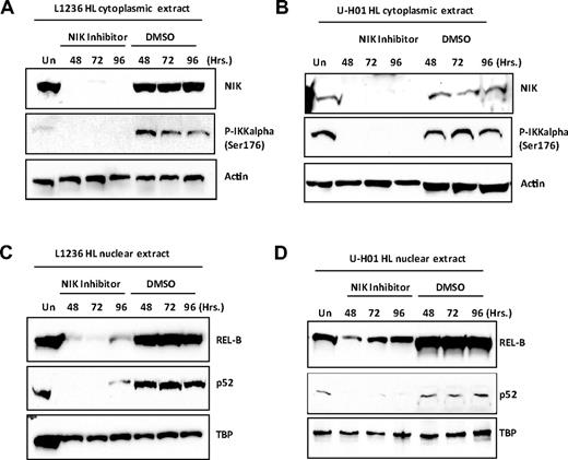 Figure 6. Evidence that the NIK inhibitor 4H-isoquinoline-1,3-dione specifically targets the NCP. (A) Western blot analysis of 4H-isoquinoline-1,3-dione–treated L1236 HL cell line S100 cytoplasmic extracts for NIK and phospho-IKKα protein levels. (B) Western blot analysis of 4H-isoquinoline-1,3-dione–treated U-H01 HL cell line for NIK and phospho-IKKα protein levels. (C) Western blot analysis of 4H-isoquinoline-1,3-dione–treated L1236 HL cell line nuclear extracts for relB and p52 levels compared with TBP levels. (D) Western blot analysis of 4H-isoquinoline-1,3-dione–treated U-H01 HL cell line nuclear extracts for relB and p52 levels compared with TBP levels.
