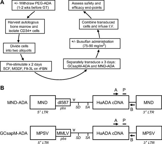 Figure 1. Experimental schema and maps of retroviral vectors carrying the normal human ADA cDNA. (A) The experimental schema for the clinical trial is shown. Flt-3L indicates Flt-3 ligand; MGDF, megakaryocyte growth and differentiation factor; rFBN, recombinant fibronectin; and SCF, stem cell factor. (B) The elements of the proviral forms of the 2 retroviral vectors used to transfer normal human ADA cDNA are depicted. A indicates common qPCR primer; B, vector-specific qPCR primer; dl587, endogenous murine retrovirus dl587rev; LTR, long terminal repeat; MMLV, Moloney murine leukemia virus; MND, MPSV LTR, ncr-deleted, coupled to dl587rev pbs; MPSV, myeloproliferative sarcoma virus; P, common qPCR probe; pbs, primer-binding site; Ψ, packaging signal; SA, splice acceptor site; and SD, splice donor site.