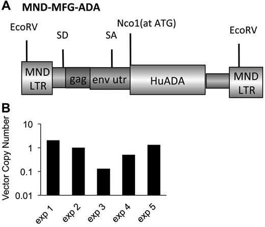 Figure 1. γ-retroviral−mediated gene transfer into murine ADA-deficient marrow cells. BM cells from Ada−/− donor mice were transduced with the MMA γ-retroviral vector and administered to age-matched ADA-deficient recipients conditioned either with 200 or 900 cGy of TBI. After transplantation, the recipients were either maintained on PEG-ADA ERT (+ERT) or not (−ERT). (A) Map of the MMA γ-retroviral vector construct carrying a normal human Ada cDNA (HuAda). EcoRV restriction sites in the long-terminal repeats are indicated. SA (splice acceptor site), SD (splice donor site), and residual sequences from the Moloney Murine Leukemia Virus gag and env 5′-untranslated region (env utr) are indicated. (B) VCN by qPCR of BM harvested from Ada−/− donors after transduction with the MMA vector for 5 separate transplantation experiments.