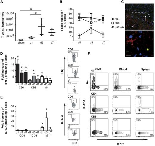 Figure 1. Conventional and unconventional T cells infiltrate the ischemic hemisphere and produce high amounts of cytokines at the site of the injury. (A) Absolute numbers of T lymphocytes in ischemic hemispheres at days 1, 3, and 7 after MCAO. Cell counts were determined by flow cytometric analysis of CNS-infiltrating cells after Percoll density centrifugation and staining for CD45 and CD3. For absolute quantification, TrueCount tubes were used. (B) Frequency of CD4+, CD8+, and γδ T lymphocytes in ischemic hemispheres at days 1, 3, and 7 after stroke. Data were obtained after flow cytometric analysis of CNS-infiltrating cells stained for CD45, CD3, NK1.1, CD4, CD8, and γδ T-cell receptor. (C) GFP-positive γδ T cells were visualized in the penumbra area of the ischemic hemisphere in Tcrd-H2BEGFP mice 3 days after MCAO (red indicates GFAP-positive astrocytes; blue, DAPI nuclear staining; scale bar = 20 μm). Flow cytometric analysis of IFN-γ (D) and IL-17A (E) produced by CD4+, CD8+ and γδ T cells isolated from ischemic hemispheres at different days after stroke induction. Right panels show intracellular stainings for IFN-γ and IL-17A of gated CD4+, CD8+, and γδ T cells of 1 representative experiment at day 3. (F) Comparison of IFN-γ and IL-17A expression by T cells isolated from brain, peripheral blood, and spleen 3 days after stroke. (A,B,D,F) The graphs show mean ± SD of 12-14 animals per group, in 3-4 independent experiments for each time point. Statistical significances analyzed by 1-way ANOVA with Bonferroni posthoc test (*P < .05) in all cases.