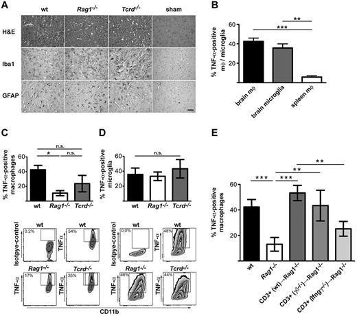 Figure 2. Induction of TNF-α in macrophages by αβ T cell–derived by IFN-γ. (A) Immunohistochemical staining of macrophages/microglia (Iba1) and astrocytes (GFAP) in wt, Rag1−/−, Tcrd−/−, and sham-operated wild type wt mice after MCAO (scale bar = 50 μm). (B) Frequency of TNF-α–positive brain macrophages, microglia, and peripheral (spleen) macrophages analyzed 3 days after MCAO. Brain macrophages were identified as CD45high, CD11b+, or CD11c− and were distinguished from microglia by the higher expression of CD45. Frequency of TNF-α–positive brain macrophages (C) and microglia (D) in wt, Rag1−/−, and Tcrd−/− mice analyzed by flow cytometry 3 days after stroke. Representative dot plots show CD11b+ CD45high and CD11b+ CD45intermediate-gated populations, identifying macrophages and microglia, respectively. (E) In this experiment, Rag1−/− mice were reconstituted 1 hour before stroke induction with 1 × 107 CD3+ cells isolated from wt, Tcrd−/−, or Ifng−/− mice. The production of TNF-α by macrophages was analyzed 3 days after stroke by flow cytometry. In all experiments, data show the means ± SDs of 9-12 animals per group, analyzed in 3-4 independent experiments, and the statistical analysis with the use of 1-way ANOVA with Bonferroni posthoc test. **P < .01, ***P < .001.