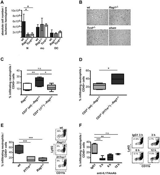 Figure 3. IL-17A secreted by γδ T cells after MCAO attracts neutrophils to the injured site. (A) Absolute numbers of neutrophils (N; Ly6G+, CD11b+), macrophages (mφ; Ly6G−, CD11b+), and dendritic cells (DC; CD11c+, CD11b+) in ischemic hemispheres of wt, Rag1−/−, and Tcrd−/− mice 3 days after MCAO. Cell counts were determined by flow cytometric analysis of CNS-infiltrating cells with the use of TrueCount tubes. The graph shows mean ± SD of 9-12 animals per group analyzed in 4 independent experiments. (B) Immunohistochemical staining of neutrophils (Ly6G) in wt, Rag1−/−, Tcrd−/−, and sham-operated wt mice 3 days after MCAO (scale bar = 50 μm). (C) Percentage of neutrophils in the CNS-infiltrating cells of Rag1−/− mice reconstituted 1 hour before stroke induction with 1 × 107 CD3+ cells isolated from wt or Tcrd−/− mice. (D) Percentage of neutrophils in the CNS-infiltrating cells of Rag1−/− mice reconstituted 1 hour before stroke induction with 1 × 107 CD3+ cells isolated from wt or Il17ra−/− mice. The graph shows mean ± SD of 6-8 animals per group analyzed in 3 independent experiments. (E) Frequency of neutrophils eluted from the ischemic hemispheres of Rag1−/− and Il17ra−/− mice in comparison with wt animals. A representative dot plot displaying gated CD45+ cells is shown in the right panel. (F) Percentages of neutrophils in the infiltrating cells of wt animals after administration of 500 μg of anti-IL17A antibodies (MM17F3) 3, 6, and 12 hours or of 500 μg of isotype control antibodies 3 hours after MCAO treatment. Representative plots are shown for isotype control (mouse IgG1) and anti–IL-17A treatment at the indicated time points. The graphs show in all cases the means ± SDs of 9-12 animals per group analyzed 3 days after MCAO in 3 or 4 independent experiments. (A,C,E,F) One-way ANOVA with Bonferroni posthoc test was used to assess statistical significance. **P < .01, ***P < .001. (D) Student t test with *P < .05.