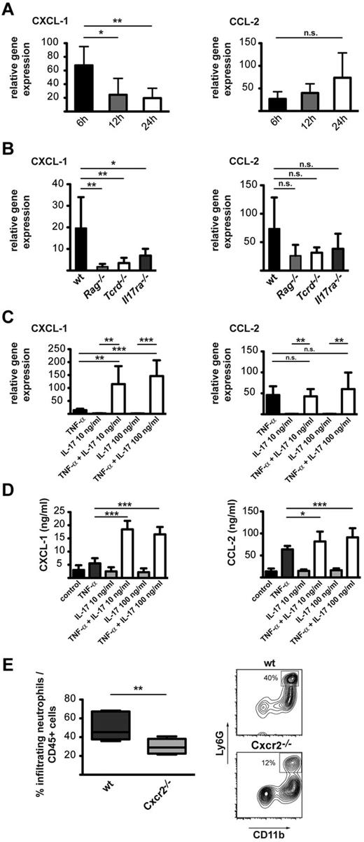 Figure 4. TNF-α and IL-17A act synergistically to induce CXCL-1 expression in astrocytes. (A) Relative gene expression of CXCL-1 and CCL2 in the stroked brain. RNA was obtained from the affected hemisphere 6, 12, and 24 hours after MCAO (n = 6 mice). (B) Relative gene expression of CXCL-1 and CCL2 in the stroked brain of wt, Rag1−/−, Tcrd−/−, and Il17ra−/− mice. RNA was obtained from the affected hemisphere 24 hours after MCAO (n = 6 mice). (C) Changes in CXCL-1 and CCL-2 RNA expression in primary astrocytes 24 hours after stimulation with TNF-α, IL-17A, or both. (D) Quantification of CCL-2 and CXCL-1 secreted by primary astrocytes 24 hours after cytokine stimulation by ELISA. Graphs show means ± SDs of 5 independent experiments and the statistical significance. (E) Frequency of neutrophils eluted from the ischemic hemispheres of Cxcr2−/− mice in comparison with wt mice 3 days after MCAO. The graphs show the means ± SDs of 9-12 animals per group analyzed 3 days after MCAO in 3 or 4 independent experiments. A representative dot plot displaying gated CD45+ cells is shown in the right panel. (A-D) One-way ANOVA with Bonferroni posthoc test. *P < .05, **P < .01, ***P < .001. (E) Student t test with **P < .01.