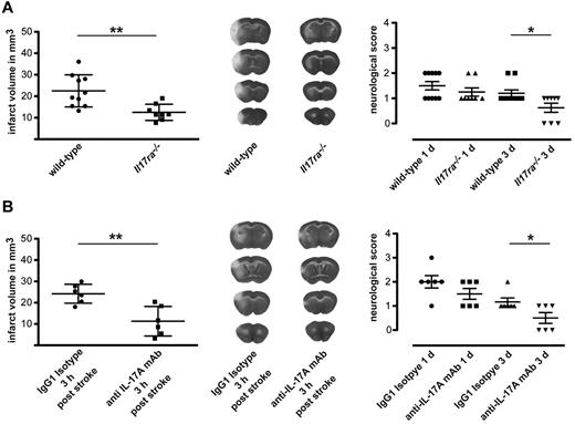 Figure 5. Disruption of IL-17A signaling is protective in stroke. (A) Triphenyltetrazolium chloride (TTC) staining for evaluation of infarct volume at day 3 (left) and neurologic scores at days 1 and 3 (right) of wt and Il17ra−/− mice after MCAO. Data are represented as means ± SDs of 10 wt and 8 Il17ra−/− animals. (B) TTC staining evaluation of infarct volume at day 3 (left) and neurologic scores at days 1 and 3 (right) of wt animals that were treated intraperitoneally with 500 μg of anti–IL-17A (clone MM17F3) or isotype control antibodies 3 hours after onset of MCAO. Data show the means ± SDs of 6 animals per group. *P < .05, **P < .01 for infarct sizes (t test) and *P < .05 for neurologic scores (Mann-Whitney U test). Representative TTC-stained serial coronal 1-mm thick brain sections 3 days after MCAO to analyze infarct volume in wt mice, Il17ra−/− mice, wt treated with isotype control antibody, and wt mice treated with anti–IL-17A antibody.