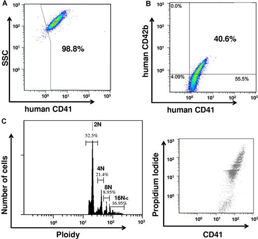 Figure 2. Induction of MKs from transfected adult HDFs. Adult HDFs transfected with p45NF-E2, Maf G, and Maf K were cultured in MKLI medium, and large-sized cells of the cultured cells were isolated by a 2-step BSA gradient. Representative data of CD41 (A) and CD41 and CD42b (B) expression on the large-sized cells from 3 repeats. (C) DNA ploidy analysis on HDFs transfected with p45NF-E2, Maf G, and Maf K (N = 3; mean ± SEM %: 2N, 60.7 ± 4.8; 4N, 19.5 ± 1.8; 8N, 8.7 ± 1.0; and ≥ 16N, 11.0 ± 3.0).