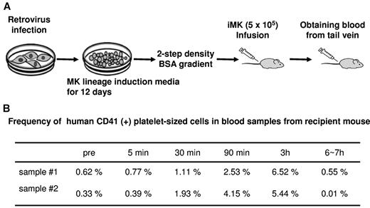 Figure 4. Platelet formation in NOG mice infused with iMKs. (A) Schema of the iMK infusion study. (B) Frequency of human CD41-positive, platelet-sized cells in blood samples from recipient mice.