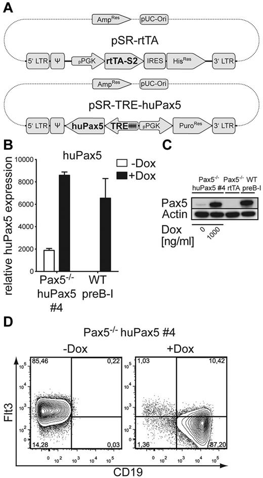 Figure 1. Pax5−/− huPax5 pro-/pre-B-cell clone 4 expresses CD19 and down-regulates Flt3 surface expression on doxycycline-induced huPax5 expression in vitro. (A) The retroviral huPax5-TetON-expression system. huPax5 will be transcribed after binding of the doxycycline-dependent reverse transactivator rtTA-S2 to the transactivator-dependent TRE-element containing a pCMVmin. (B) Quantitative RT-PCR for huPax5 mRNA levels in doxycycline-induced Pax5−/− huPax5 pro-/pre-B-cell clone 4 before and 3 days after doxycycline administration (1000 ng/mL) in vitro. Each bar represents the mean ± SEM (error bars) of 3 individual experiments. (C) Western blot analysis with a Pax5-specific antibody of whole cellular lysates of Pax5−/− huPax5 pro-/pre-B-cell clone 4 before and 3 days after doxycycline administration (1000 ng/mL) in vitro in comparison to wild-type pre-B-I cells and Pax5−/− rtTA pro-/pre-B cells. β-actin–specific antibody was used as a loading control. (D) Monitoring of huPax5-dependent CD19 and Flt3 expression by FACS analysis of doxycycline-induced Pax5−/− huPax5 pro-/pre-B-cell clone 4. The numbers represent percentages of Flt3+ or CD19+ pro-/pre-B cells before and 3 days after doxycycline administration (1000 ng/mL) in vitro. Data are representative for 3 individual experiments.