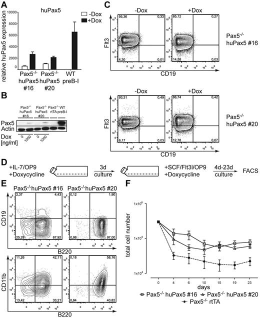 Figure 2. Selected Pax5−/− huPax5 pro-/pre-B-cell clones 16 and 20 can be induced to develop into biphenotypic cells if they express low levels of huPax5 after high-level doxycycline induction in vitro. (A) Quantitative RT-PCR for huPax5 mRNA levels in doxycycline-induced Pax5−/− huPax5 pro-/pre-B-cell clones 16 and 20 before and 3 days after doxycycline administration (1000 ng/mL) in vitro. Each bar represents the mean ± SEM (error bars) of 3 individual experiments. (B) Western blot analysis with a Pax5-specific antibody of whole cellular lysates of Pax5−/− huPax5 pro-/pre-B-cell clones 16 and 20 before and 3 days after doxycycline administration (1000 ng/mL) in vitro in comparison to wild-type pre-B-I cells and Pax5−/− rtTA pro-/pre-B cells. β-actin–specific antibody was used as a loading control. (C) Monitoring of huPax5-dependent CD19 and Flt3 expression by FACS analysis of doxycycline-induced Pax5−/− huPax5 pro-/pre-B-cell clones 16 and 20 (n = 3). The numbers represent percentages of Flt3+ or CD19+ pro-/pre-B cells before and 3 days after doxycycline administration (1000 ng/mL) in vitro. (D) Experimental overview: Pax5−/− huPax5 pro-/pre-B-cell clones 16 and 20 were induced to express low levels of huPax5 by high levels of doxycycline (1000 ng/mL) in IL-7/OP9 for 3 days in vitro and subsequently cultivated in SCF/Flt3l/OP9 with constant high levels of doxycycline for 23 days. (E) Representative FACS analysis (n = 3) of B220, CD19, and CD11b surface expression of Pax5−/− pro-/pre-B-cell clones 16 and 20 cultivated for 4 days in SCF/Flt3l/OP9 at high levels of doxycycline (1000 ng/mL) in vitro. The numbers represent percentages of cells. B220+/CD19−/CD11b+ biphenotypic cells develop at high doxycycline concentrations (1000 ng/mL). (F) Growth curves of Pax5−/− huPax5 pro-/pre-B-cell clones 16 and 20 induced to express huPax5 by high levels of doxycycline (1000 ng/mL) in IL-7/OP9 that were subsequently cultivated in SCF/Flt3l/OP9 (d0) at the same doxycycline concentration for 23 days.