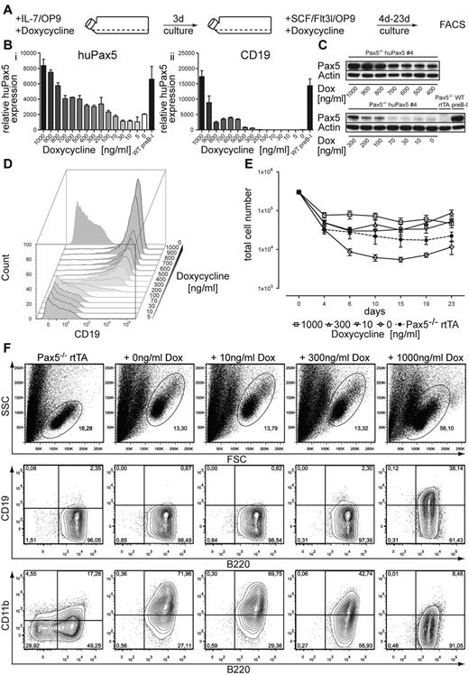 Figure 3. Pax5−/− huPax5 pro-/pre-B-cell clone 4 can be induced to develop into biphenotypic cells by graded huPax5 expression induced by different levels of doxycycline in vitro. (A) Experimental overview: Pax5−/− huPax5 pro-/pre-B-cell clone 4 was induced to express huPax5 by different levels of doxycycline (0-1000 ng/mL) in IL-7/OP9 for 3 days in vitro and was subsequently cultivated in SCF/Flt3l/OP9 with the same levels of doxycycline for 23 days. (B) Quantitative RT-PCR for huPax5 (i) and CD19 (ii) mRNA levels of Pax5−/− huPax5 pro-/pre-B-cell clone 4 induced by different levels of doxycycline (0-1000 ng/mL) in IL-7/OP9 in vitro. Results were normalized against GAPDH expression and plotted relative to control Pax5−/− rtTA pro-/pre-B cells. Each bar represents the mean ± SEM (error bars) of 3 individual experiments. (C) Western blot analysis with a Pax5-specific antibody of whole cellular lysates of Pax5−/− huPax5 pro-/pre-B-cell clone 4 before and 3 days after graded doxycycline administration (0-1000ng/mL) in vitro in comparison to wild-type pre-B-I cells and Pax5−/− rtTA pro-/pre-B cells. β-actin–specific antibody was used as a loading control. (D) Representative FACS analysis (n = 3) of CD19 surface expression of Pax5−/−huPax5 pro-/pre-B-cell clone 4 induced by different levels of doxycycline (0-1000 ng/mL) in vitro. CD19 surface expression was detected at doxycycline levels more than 100 ng/mL. (E) Growth curves of Pax5−/−huPax5 pro-/pre-B-cell clone 4 induced to express huPax5 by different levels of doxycycline (0, 10, 300, and 1000 ng/mL) in IL-7/OP9 that were subsequently cultivated in SCF/Flt3l/OP9 (d0) at the same doxycycline concentrations for 23 days. (F) Representative FACS analysis (n = 3) of B220, CD19, and CD11b surface expression of Pax5−/−huPax5 pro-/pre-B-cell clone 4 cultivated for 4 days in SCF/Flt3l/OP9 at different levels of doxycycline (0, 10, 300, and 1000 ng/mL) in vitro. The numbers represent percentages of cells. B220+/CD19−/CD11b+ biphenotypic cells develop at low doxycycline concentrations (0-300 ng/mL).