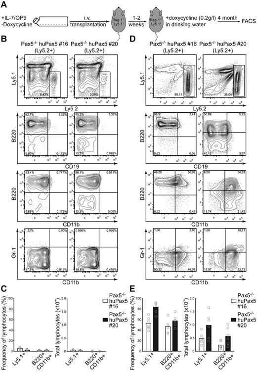 Figure 4. Pax5−/− huPax5 pro-/pre-B-cell clones 16 and 20 can be induced to develop into biphenotypic cells if they express low levels of huPax5 after high-level doxycycline induction in vivo. (A) Experimental overview: Pax5−/− huPax5 pro-/pre-B-cell clones 16 and 20 (all Ly5.2+) were transplanted into sublethal γ-irradiated Rag2−/−/Ly5.1+ hosts that were fed with doxycycline (0.2 g/L) in the drinking water 1 week after transplantation for the next 15 weeks. (B) Representative FACS analysis of 2 individual experiments (n = 3) of Ly5.2+ bone marrow cells for B220, CD19, and CD11b surface expression 2 weeks after transplantation. The numbers represent percentages of cells. Almost no Ly5.1+ and B220+/CD19−/CD11b+ biphenotypic cells were found 2 weeks after transplantation in the bone marrow of Rag2−/−/Ly5.1+ hosts. (C) Summary of the frequencies and total cell numbers of Ly5.1+ and B220+/CD19−/CD11b+ biphenotypic cells 2 weeks after transplantation detected in the bone marrow of Rag2−/−/Ly5.1+ hosts. Circles represent individual mice. (D) Representative FACS analysis of 2 individual experiments (n = 3) of Ly5.2+ bone marrow cells for B220, CD19, and CD11b surface expression 2 weeks after transplantation. The numbers represent percentages of cells. High numbers of Ly5.1+ and B220+/CD19−/CD11b+ biphenotypic cells were found 16 weeks after transplantation in the bone marrow of Rag2−/−/Ly5.1+ hosts. (E) Summary of the frequencies and total cell numbers of Ly5.1+ and B220+/CD19−/CD11b+ biphenotypic cells 16 weeks after transplantation detected in the bone marrow of Rag2−/−/Ly5.1+ hosts. Circles represent individual mice.