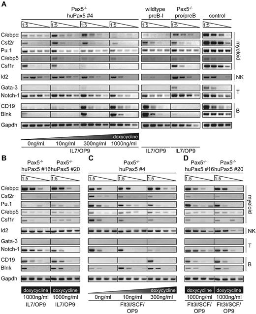 Figure 5. Coexpression of genes characteristic for both lymphoid and myeloid cells in Pax5−/− huPax5 pro-/pre-B-cell clones 4, 16, and 20 before and on induction with low levels of doxycycline in vitro. (A) Pax5−/− huPax5 pro-/pre-B-cell clone 4 was induced to express huPax5 by different levels of doxycycline (0, 10, 300, and 1000 ng/mL) in IL-7/OP9 for 3 days in vitro. Semiquantitative RT-PCR analysis for the expression of lymphoid (Id2, Gata-3, Notch-1, CD19, and Blnk) and myeloid (C/ebpα, Csf2r, Pu.1, C/ebpδ, and Csf1r) related genes was performed on total RNA extracted after 3 days of conditional huPax5 expression at low and high levels of doxycycline. At low levels of doxycycline stimulation (0-300 ng/mL), the expression of lymphoid (Notch-I, Id-2) as well as myeloid (C/ebpα, Csf2r, Pu.1, and Csf1r) related genes can be observed. However, at high levels of doxycycline stimulation (1000 ng/mL) especially, B-lineage–specific genes are expressed and myeloid-related genes are suppressed. (B) Pax5−/− huPax5 pro-/pre-B-cell clones 16 and 20 were induced to express huPax5 by 1000 ng/mL doxycycline in IL-7/OP9 for 3 days in vitro. Gene transcription levels are comparable with clone 4 stimulated with low doxycycline levels. (C-D) Analysis for FACS-sorted B220+/CD19−/CD11b+ biphenotypic cells on day 4 of differentiation in Flt3l/SCF/OP9 conditions stimulated with 0, 10, or 300 ng/mL doxycycline (clone 4) or 1000 ng/mL doxycycline (clone 16 and 20). Data are representative of 3 individual experiments.