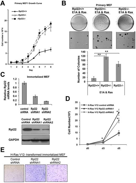 Figure 3. Rpl22 haploinsufficiency and deficiency promote growth and transformation in cell models in vitro. (A) Effect of Rpl22 inactivation on growth of primary MEFs. Primary Rpl22+/+, +/−, and −/− MEFs were seeded in triplicate, cultured in 3% O2 at 37°C, and counted at the indicated intervals for 8 days. Mean cell number ± SD at each time point is represented graphically. Results are representative of 3 independent experiments. (B) Effect of Rpl22 inactivation on transformation of primary MEFs. Primary Rpl22+/+, +/−, and −/− MEFs were transduced with oncogenes E1A and H-RasV12, followed by drug selection for 1 week, and plating in 0.7% agar. After 3 weeks, colonies were stained with crystal violet and enumerated. Images of representative wells were captured using an EPSON Perfection V700 Photo scanner and are depicted in the top panels. Mean colony number per well ± SD for each genotype is represented graphically in the bottom panel. **P < .005. Data are representative of 3 independent experiments performed in triplicate. (C) Knockdown of Rpl22 expression in immortalized MEFs. Immortalized Rpl22+/+ MEFs were transduced with control or Rpl22 shRNA constructs, after which the effect on Rpl22 mRNA and protein expression was evaluated by real-time PCR (top) and immunoblotting (bottom). (D-E) Evaluation of immortalized MEF growth and transformation after Rpl22 knockdown. MEFs stably expressing control or 2 Rpl22 shRNA constructs were transformed by oncogenic H-RasV12, after which their growth rate was assessed by counting (panel D; *P > .05 vs control shRNA) and their transformation by colony formation in soft agar (E) as in panel B.