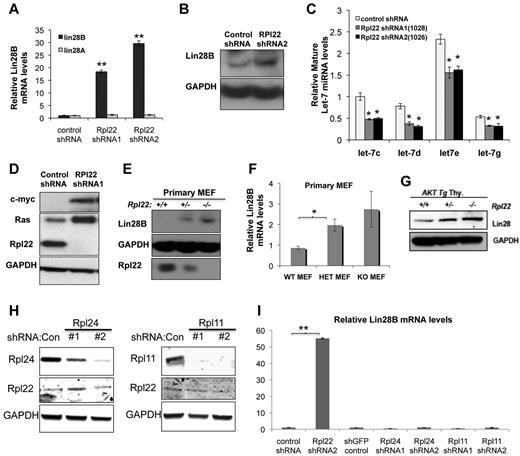 Figure 4. Increased transformation potential associated with of Rpl22 loss or inactivation is accompanied by induction of Lin28B. Effect of Rpl22 knockdown on Lin28 expression in immortalized MEF. MEF lines stably expressing control or 2 different Rpl22 shRNA constructs were harvested for RNA and protein, after which Lin28A and Lin28B mRNA levels were evaluated by real-time PCR (A). **P < .005 for Lin28B expression in Rpl22 shRNA relative to controls. Protein levels were measured by blotting (B). Data are representative of 2 independent experiments. (C) Let-7 miRNA levels in immortalized MEFs where Rpl22 expression was suppressed by shRNA. Expression of Let-7 family miRNA was evaluated by real-time PCR in immortalized MEFs stably expressing control or Rpl22 shRNA constructs. Expression levels were normalized to sno202 RNA and to the expression level in cells transduced with control shRNA. Mean expression levels of triplicate measurements ± SD are represented graphically. Data are representative of 3 independent experiments. P < .05 for Let-7 miRNA levels in Rpl22 shRNA compared with control shRNA. (D) Effect of Rpl22 knockdown on expression of Let-7 targets. Expression of Ras and Myc was assessed by immunoblotting in control or Rpl22 knockdown MEFs. GAPDH served as a loading control. Expression of Lin28B in primary MEFs. Lin28B protein and mRNA levels were measured in primary MEFs of the indicated genotypes by immunoblotting (E) and real-time PCR (F), respectively. Mean ± SD of Lin28B mRNA expression levels are depicted graphically. Results are representative of at least 3 experiments performed. *P < .05. (G) Lin28B expression in primary thymocytes. The expression of Lin28B in thymocytes from mice with the indicated genotypes was evaluated by immunoblotting. GAPDH served as a loading control. Lin28B expression in MEFs after knockdown of Rpl11 and Rpl24. Immortalized MEFs were transduced with 2 different shRNA constructs targeting Rpl24 or Rpl11, after which protein levels were evaluated by immunoblotting (H). GAPDH served as loading control. (I) The level of Lin28B mRNA expressed by these cells was measured by real time PCR as in panel F. **P < .005.