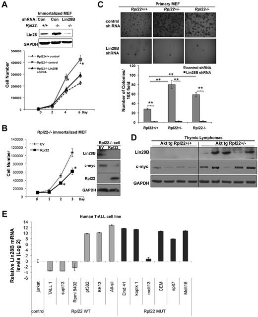 Figure 5. Lin28B is necessary for the enhancement of growth and transformation by Rpl22 inactivation. (A) Effect of knockdown of Lin28B on the growth of immortalized Rpl22−/− MEFs. Immortalized MEFs of the indicated genotypes were transduced with control or Lin28B shRNA. The effect on expression of Lin28B was assessed by immunoblotting. Growth of triplicate wells of MEFs stably expressing control shRNA or Lin28B shRNA was determined by counting and then plotted as the mean cell number ± SD *P < .05, for Rpl22−/− compared with Rpl22−/− in which Lin28B was knocked down. (B) Effect on growth of reintroducing Rpl22 into Rpl22−/− MEF. Immortalized Rpl22−/− MEFs were transfected with Rpl22 or empty vector (EV) control, after which we assessed cell growth by counting triplicate wells and depicting the mean ± SD graphically. The expression of Lin28B, c-myc, Rpl22, and GAPDH (loading control) were evaluated by immunoblotting. (C) Dependence of soft agar colony formation on expression of Lin28B. Primary MEFs of the indicated genotypes were transduced with Lin28B shRNA followed by E1A and Ras, and then plated in triplicate in soft agar as Figure 3B. Representative images were captured with a Digital Slight DS-Fi1 camera and NIS Element AR3.0 imaging software at 1× with 3× zoom (×30 total magnification) using a Nikon SMZ1500 stereomicroscope and are shown in the top panels. The mean colony number ± SD is represented graphically beneath. **P < .005 for colonies in Rpl22+/− and −/− relative to Rpl22+/+. (D) Lin28B expression in Rpl22-haploinsufficient thymic lymphomas. Explanted thymic lymphomas from MyrAkt2;Rpl22+/+ and MyrAkt2;Rpl22−/− mice were evaluated for Lin28B and c-myc expression by immunoblotting. GAPDH served as a loading control. (E) Lin28B mRNA levels in RPL22+/+ and Rpl22+/− human T-ALL lines. Lin28B mRNA levels in the indicated T-ALL cell lines were quantified by real-time PCR. Data are presented as Log2 value relative to Jurkat cells (control).