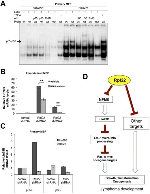 Figure 6. The increased Lin28B expression that results from Rpl22 loss or inactivation is dependent on NF-κB activity. (A) Measurement of NF-κB activity in Rpl22-haploinsufficient primary MEF. EMSA analysis was performed using equal quantities of nuclear extract protein from primary MEFs of the indicated genotypes using both an intact (wt) and p65 binding mutant (mut) NF-κB probe. NF-κB activity was measured in untreated cells, cells pretreated with leptomycin B to trap NF-κB in the nucleus, and after TNFα stimulation (positive control). The composition of the NF-κB complexes was evaluated using supershift analysis using the indicated Abs. Effect of NF-κB inhibition on Lin28B expression. (B) Lin28B mRNA levels were quantified by real-time PCR on RNA extracted from immortalized MEFs stably expressing 2 different Rpl22 shRNAs, in which NF-κB activity had been pharmacologially inhibited by treatment with 1μM NF-κB inhibitor, IMD-350. **P < .01 for IMD-350 treated compared with control treated. (C) Rpl22 was knocked down by shRNA in primary MEF from p65 wild-type (p65+) or Rela−/−, p65 knockout mice (p65−). Lin28B induction was blocked in p65 knockout cells in which Rpl22 was knocked down. Lin28B and Rpl22 mRNA levels were quantified by real-time PCR, and data are plotted as the average of 2 experiments. (D) Model of Rpl22 function in transformation. The model proposes that Rpl22 normally acts to restrain NF-κB activity by an unknown mechanism. However, when Rpl22 expression is diminished either by shRNA knockdown or mutation, NF-κB activity is increased, resulting in increased expression of Lin28B. Lin28B, in turn, promotes transformation at least in part by repressing Let-7 MiR processing, which results in derepression of oncogenic targets such as c-myc. Rpl22 is also likely to regulate additional targets that contribute to transformation.