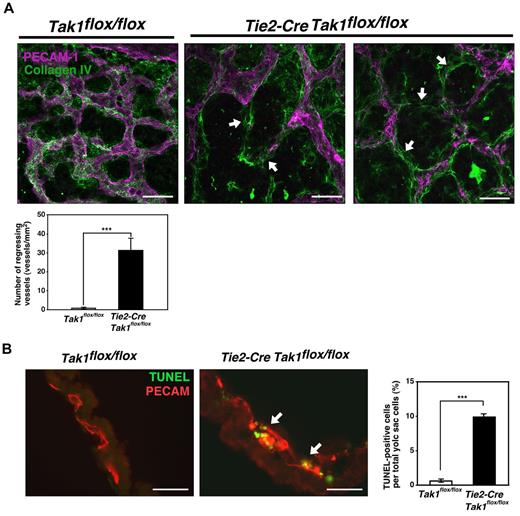 Figure 2. Endothelial-specific TAK1 deficiency causes vessel regression and cell death at E10.5. (A) Confocal Z-stack images of whole-mount PECAM-1 and collagen IV staining of control (Tak1flox/flox) and TAK1ecko (Tie2-Cre Tak1flox/flox) yolk sacs at E10.5. Arrows indicate regions positive for collagen IV and negative for PECAM-1. Photos are representative of 3 independent litters (n = 3). Scale bar indicates 40 μm. The number of vessel regions that were positive for collagen IV but negative for PECAM-1 were defined as regressing vessels and were counted in 30 randomly chosen areas (total in 2 mm2) from 3 different yolk sacs (graph). Data are shown as means ± SD (n = 3). ***P < .001. (B) TUNEL (green) and PECAM-1 (red) staining of TAK1 control (Tak1flox/flox) and TAK1ecko (Tie2-Cre Tak1flox/flox) yolk sacs at E10.5. Arrows indicate TUNEL positive cells. Scale bar indicates 40 μm. The percentages of TUNEL+ cells in the total cell population of TAK1 control and TAK1ecko yolk sacs are shown. Data are shown as means ± SD (Tak1flox/flox, n = 5; Tie2-Cre Tak1flox/flox, n = 4). ***P < .001.