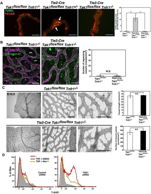 Figure 3. TNFR1 deficiency rescues cell death and vessel regression in TAK1ecko. (A) TUNEL (green) and PECAM-1 (red) staining of control, Tak1flox/flox Tnfr1−/−, TAK1ecko TNFR1 heterozygous knockout, Tie2-Cre Tak1flox/flox Tnfr1+/− and double knockout, Tie2-Cre Tie2-Cre Tak1flox/flox Tnfr1−/−yolk sacs at E10.5. Arrows indicate TUNEL positive cells. Scale bar indicates 40 μm. The percentages of TUNEL+ cells in the total cell population of yolk sacs are shown. Data are shown as means ± SD (n = 3). ***P < .001. (B) Vessel regression was determined by collagen IV and PECAM-1 double staining at E10.5. The number of vessel regions that were positive for collagen IV but negative for PECAM-1 were defined as regressing vessels and were counted in 30 randomly chosen areas (total in 2 mm2) from 3 different yolk sacs (graph). Data are shown as means ± SD (n = 3). N.S. indicates not significant. (C) Whole-mount PECAM-1 staining of control TNFR1−/− (Tak1flox/flox Tnfr1−/−) and TAK1ecko TNFR1−/− (Tie2-Cre Tak1flox/flox Tnfr1−/−) yolk sacs at E10.5. Vessel lengths and branch points were determined in 3 randomly chosen areas from 3 different yolk sacs (graphs). Data are shown as means ± SD (n = 3). N.S. indicates not significant. (D) HUVECs were treated with control siRNA or siRNA targeting Tak1. The protein level of TAK1 is shown in supplemental Figure 9B. Cells were preincubated with vehicle (DMSO) or necrostatin-1 (20μM) for 1 hour and stimulated with 200 ng/mL of TNF for 6 hours. Cells were subjected to 7-amino-actinomycin D (7-AAD) analysis by FACS.