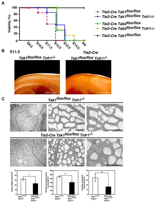 Figure 4. TAK1 is important for vascular development independent of suppression of TNF-induced cell death. (A) Percentages of viable TAK1ecko, TAB1ecko, and TAB2ecko embryos in a wild-type or Tnfr1−/− background are shown. PN indicates postnatal. (B-C) Whole-mount PECAM-1 staining of control TNFR1−/− (Tak1flox/flox Tnfr1−/−) and TAK1ecko TNFR1−/− (Tie2-Cre Tak1flox/flox Tnfr1−/−) embryos at E11.5 (B) and yolk sacs at E12.5 (C). Photos show representative specimens from 5 embryos. Vessel lengths, branch points, and the number of sprouts were determined in 3 randomly chosen areas from 3 different yolk sacs (graphs). Sprouts were defined as endothelial protrusions from the vascular loops that did not branch or fuse with other vessels. Data are shown as means ± SD (n = 3). Scale bar indicates 200 μm in embryos, 80 μm in yolk sacs. **P < .01; *P < .05.