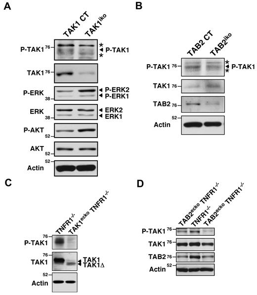 Figure 6. TAB2 activates TAK1 in the endothelium. (A) TAK1 control (Tak1flox/flox; TAK1 CT) and Rosa26-Cre Tak1flox/flox (TAK1iko) mice were treated with tamoxifen and lung endothelial cells were purified by magnetic beads coated with PECAM-1 Ab. The purified endothelial cells were analyzed by immunoblotting. (B) Lung endothelial cells from TAB2 control (Tab2flox/flox; TAB2 CT) and Rosa26-Cre Tab2flox/flox (TAB2iko) mice were analyzed by immunoblotting. (C) Cell lysates from control TNFR1−/− (Tak1flox/flox Tnfr1−/−) and TAK1ecko TNFR1−/− (Tie2-Cre Tak1flox/flox Tnfr1−/−) yolk sacs at E10.5 were analyzed by immunoblotting. (D) Cell lysates from TNFR1−/− (Tab2flox/flox Tnfr1−/−) and TAB2ecko TNFR1−/− (Tie2-Cre Tab2flox/flox Tnfr1−/−) yolk sacs at E11.5 and E12.5, respectively, were analyzed by immunoblotting. One control and 2 TAB2ecko TNFR1−/− embryos from the same litter were analyzed. Molecular weight markers are shown (kDa). Asterisks indicate nonspecific bands.