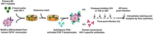 Figure 1. Schematic diagram of the HIV-1–transfer assay. Immature MoDCs were pulsed with primary R5 HIV-1 isolates for 2 hours, thoroughly washed, and added to uninfected primary autologous PHA-activated CD4 T lymphocytes. The percentage of HIV-1–infected cells in each cell population was determined on the basis of intracellular viral p24 Ag detection by flow cytometry.