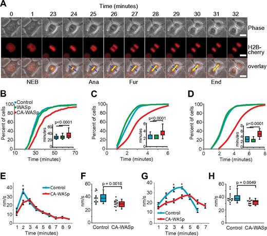 Figure 1. All stages of mitosis are impeded by CA-WASp expression. (A) Time-lapse images of HT1080 cells expressing fluorescent Histone 2B showing nuclear envelope breakdown (NEB), anaphase onset (Ana), and the start (Fur) and completion (End) of furrowing. Bar = 10 μm. (B) Timing of NEB to anaphase, (C) anaphase to furrow initiation, and (D) furrow duration; n > 200 cells over at least 4 independent experiments. (E) Chromatid speed during anaphase (mean ± SEM, n = 14 control and n = 15 CA-WASp). (F) Peak chromatid speeds. (G) Furrow closure speed (mean ± SEM, n = 16 for control and CA-WASp). (H) Peak furrow closure speeds. Imaging used a Zeiss Axiovert 135 microscope fitted with an environmental chamber at 37°C with 5% CO2. Cells were cultured in phenol red–free DMEM with 10% FCS. Fluorochromes were mCherry-H2B and eGFP-WASp. A Hamamatsu ORCA-ER CCD camera was used, and acquisition was controlled with Volocity software. Image analysis used ImageJ.
