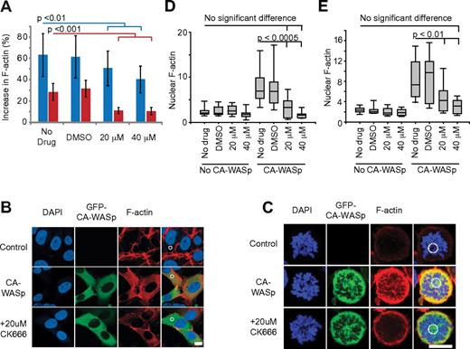Figure 2. CA-WASp requires Arp2/3 activity to increase F-actin production. (A) Percentage increase in total cellular F-actin because of CA-WASp, measured by flow cytometry in HT1080 cells (blue) and U937 cells (red) cultured with DMSO, 20μM or 40μM CK666; n = 3, mean ± SD. (B-C) Confocal images of (B) interphase HT1080 and (C) prometaphase U937 cells showing DNA (DAPI, blue), GFP-CA-WASp (green), and F-actin (red). Dashed white circles show individual ∼ 10 μm2 areas used to measure F-actin density. Bar = 10 μm. (D-E) Nuclear F-actin density in prometaphase (D) HT1080 and (E) U937 cells with and without CA-WASp expression cultured in the conditions shown; n > 10 for each condition. Confocal microscopy was performed with a Zeiss LSM 710 inverted confocal microscope with a 40× C-Apochromat NA 1.2 WD 280-mm objective. Image analysis used ImageJ software. Fluorochromes were DAPI, eGFP-WASp, and Alexa Fluor 647–phalloidin.