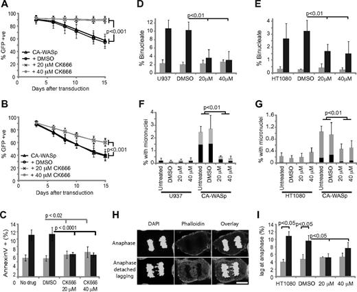 Figure 3. Arp2/3 complex inhibition rescues the proliferative and nuclear defects caused by CA-WASp. (A-B) Percentage of (A) U937 and (B) HT1080 cells expressing GFP-CA-WASp 3, 6, 8, 10, 13, and 15 days after transduction cultured with DMSO, 20μM or 40μM CK666; n = 3, mean ± SD. (C) Apoptosis measured by flow cytometry of annexin V–stained U937 cells after culture for 3-8 days in the conditions shown, with (■) and without (▩) CA-WASp expression, n = 8. Percentage of binucleated (D) U937 and (E) HT1080 cells after culture for 3-10 days in the conditions shown, n = 8. Control (▩); CA-WASp (■). (F-G) Percentage of micronucleated (F) U937 and (G) HT1080 cells after culture for 3-10 days in the conditions shown, n = 6. ■ indicates cells with micronuclei alone; and ▩, binucleated cells with micronuclei. (H) Lagging chromosomes at anaphase in HT1080 cells. Bar = 10 μm. (I) Percentage of HT1080 cells with lagging anaphase chromosomes; n = 3 with at least 300 cells analyzed per condition. Confocal microscopy was performed as in Figure 2.