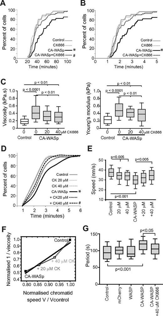 Figure 4. Changes in cytoplasmic viscosity correlate with altered mitotic kinetics. (A) Time for control and CA-WASp U937 cells to progress from NEB to anaphase when cultured with DMSO or 20μM CK666; n > 35 cells per condition over 4 independent experiments. (B) Time for U937 cells from panel A to progress from anaphase to the start of furrowing. (C) Apparent cytoplasmic viscosity and cellular elasticity in HT1080 cells. (D) Time for HT1080 cells to progress from anaphase to the start of furrowing when cultured with DMSO, 20μM or 40μM CK666; n > 33 cells per condition over 4 independent experiments. (E) Peak anaphase chromatid velocity of HT1080 cells shown in panel D. (F) Normalized anaphase chromatid velocity as a function of the inverse normalized apparent cytoplasmic viscosity in HT1080 cells. (G) Period of oscillation of prometaphase kinetochore pairs. *Significant difference (P < .01) from control; #significant difference (P < .01) from CA-WASp.