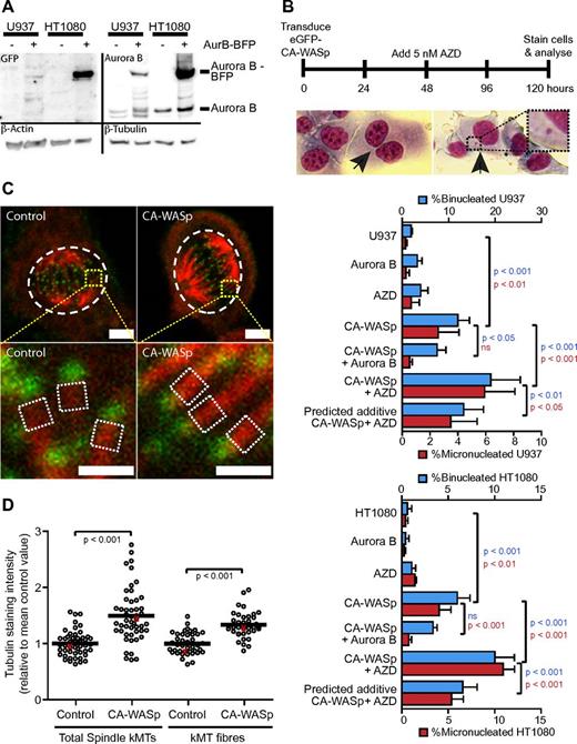 Figure 5. CA-WASp mitotic abnormalities are sensitive to the Aurora B pathway and involve increased kinetochore microtubule intensity. (A) Western blot showing Aurora B-BFP overexpression in HT1080 and U937 cells. (B) Percentage binucleated and micronucleated U937 and HT1080 cells after 4-day expression of GFP-CA-WASp in cells overexpressing Aurora B or inhibition of Aurora B with 5nM AZD1152 for 48 hours. Images show examples of binucleated and micronucleated HT1080 cells. (C) Confocal images of HT1080 cells blocked in metaphase by proteasome inhibition followed by 10 minutes in ice-cold media stained for α-tubulin (red) and Hec1 (green, a kinetochore protein) to show kinetochore microtubule fibers. Bar = 5 μm (top panels) and 1 μm (bottom panels). (D) Quantification of kMT intensity from cells prepared as in panel C. Values are relative to the mean control value from each experimental repeat (n ≥ 3). kMT intensity was measured from the fluorescence intensity of the entire spindle (top panels, white dashed areas) and also as an average value of 0.25-μm2 sections of kMT fibers at 10 individual kinetochores per cell (bottom panels, white dashed areas). Each point on the chart represents the kMT intensity of an individual cell, with the values from the cells shown in panel C highlighted as red points. Confocal microscopy performed with a Zeiss LSM 710 inverted confocal microscope with a 63× P-Apochromat NA 1.4 oil-immersion objective, with fluorochromes eGFP-WASp, Alexa Fluor 568, and Alexa Fluor 647.