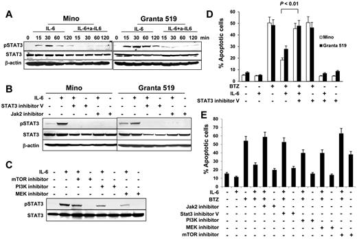 Figure 5. Role of STAT3 activation in IL-6–mediated protection of MCL cells. Western blot showing STAT3 phosphorylation (A) in Mino and Granta 519 cells examined at 15, 30, 60, and 120 minutes in cultures without or with addition of IL-6 (0.5 ng/mL) and IL-6–neutralizing antibodies (a-IL6; 50 μg/mL), (B) in Mino and Granta 519 cells that were pretreated with 25μM of STAT3 inhibitor V or JAK2 inhibitor, respectively, for 2 hours, before culturing with IL-6 (0.5 ng/mL) for 30 minutes, or (C) in Mino cells that were pretreated with 25μM of PI3K, mTOR, or MEK inhibitors, respectively, for 2 hours before culturing with IL-6 (0.5 ng/mL) for 30 minutes. Also shown are percentages of apoptotic (D) Mino and Granta 519 cells in cultures without or with addition of BTZ (10nM), IL-6 (0.5 ng/mL), or STAT3 inhibitor V (25μM); or (E) Mino cells in cultures without or with addition of IL-6 (0.5 ng/mL), BTZ (10nM), or inhibitors (25μM) to Jak2, STAT3, PI3K, MEK, or mTOR, respectively, for 48 hours. The P value in the graph shows comparison as indicated