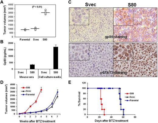 Figure 6. In vivo effect of IL-6 on MCL growth and survival. (A) Tumor burdens in SCID mice (5 per group) injected with parental-, gp80-overexpressing SP53 cells (S80)–, and empty vector-transfected SP53 (Svec) cells on week 4 after tumor inoculation. (B) ELISA showing the levels of secreted human gp80 in the sera of Svec or S80 SP53-inoculated SCID mice and in culture media of dissected cells from the subcutaneous tumor mass. Mouse serum was collected when tumor mass reached 15 mm in diameter. (C) IHC staining showing the expression of gp80 (top) or phosphorylated (p) STAT3 (bottom) by S80 and Svec tumors in mice. Phosphorylated STAT3 was intensively stained in the nuclei of the tumor cells. (D) Tumor burdens and (E) survival of parental-, Svec-, and S80-bearing SCID mice (10 per group) after BTZ treatment.