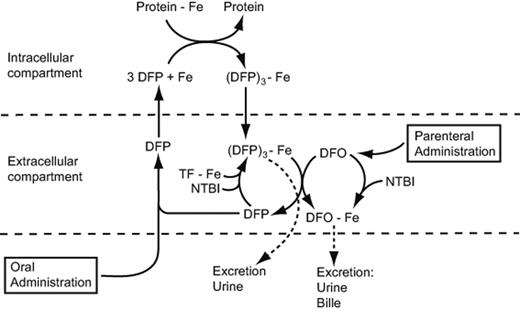 Figure 2. The “shuttle” mechanism by which DFP given orally binds iron from transferrin (TF), NTBI, and intracellular compartments and transfers some of this iron to DFO. The free DFP is then available to bind more iron. Some DFO also enters cells to bind iron directly.