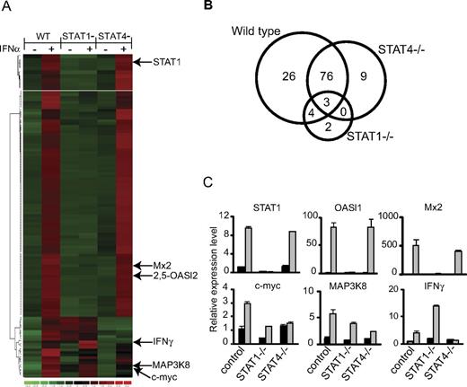 Figure 1. Type 1 IFN gene targets in CD8 T cells. CD8 T cells were purified from uninfected WT, STAT1-deficient, and STAT4-deficient mice and either control-treated or treated with 10 000 U/mL IFNα for 90 minutes. The RNA was then extracted and analyzed on Affymetrix Arrays, displaying 10 000 known genes, using dChip software for data mining (A-B). The hierarchical clustering algorithm used is based on the Pearson correlation coefficient. Red areas indicate high gene expression, and green areas indicate low expression (A). The cutoff for gene induction was considered 2.35, and the samples were compared by permuting them 50 times to assess the false discovery rate (B). Real-time PCR analysis of STAT1, OASl1, Mx2, c-myc, MAP3K8, and IFNγ mRNA was performed. Black bars show results with control-treated and gray bars show results with IFNα-treated CD8 T-cell samples (C). Where shown, bars represent SEMs. Results are based on accumulated data from 3 replicates.